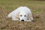 GOLDEN RETRIEVER 926